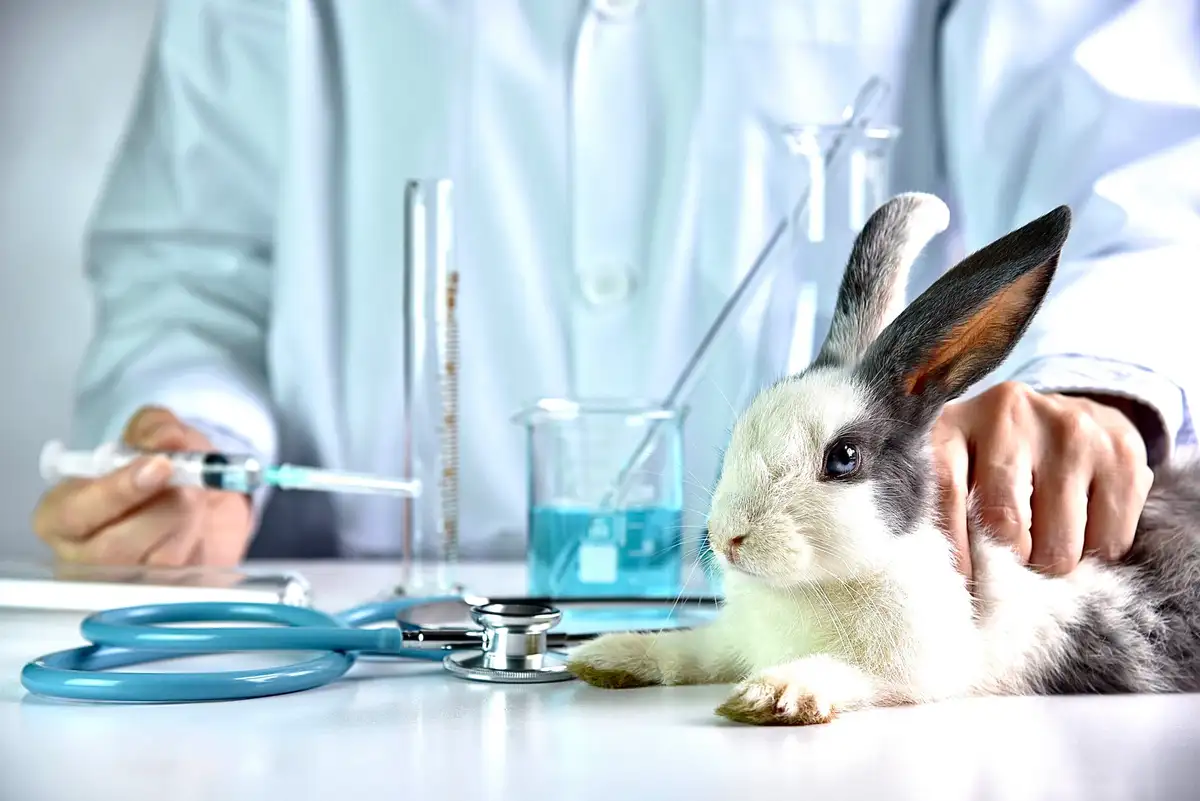 Animal Testing: A Serious Concern