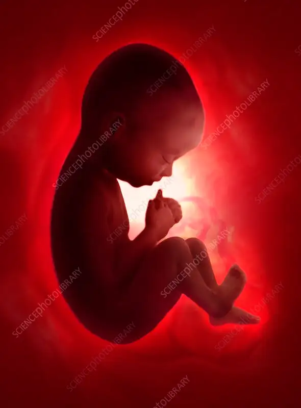 RIGHTS OF A CHILD IN WOMB: THE RECENT RULING OF THE SUPREME COURT OVER THE ABORTION OF 27-WEEK PREGNANCY